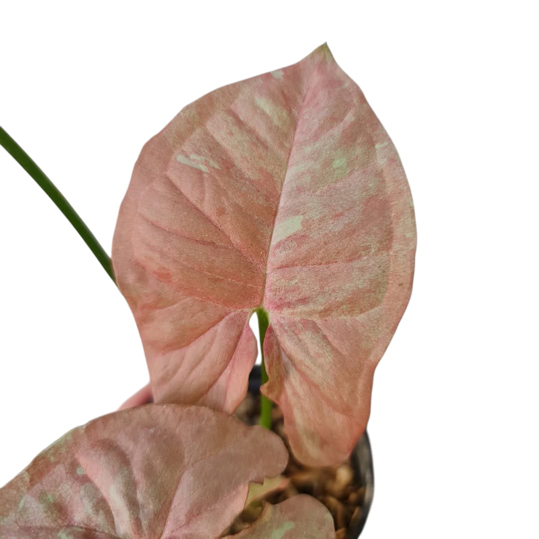 Syngonium Pink Candy Variegated Tropical Plants KOKONATPLANT