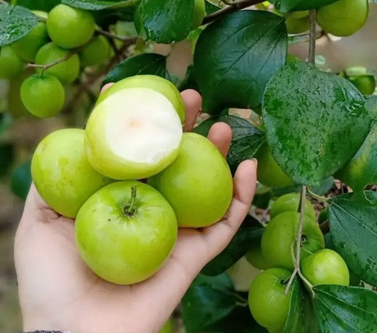 Wholesale Grafted Indian Apple ( Ziziphus Mauritiana ) Plant Live, Fruit Tree