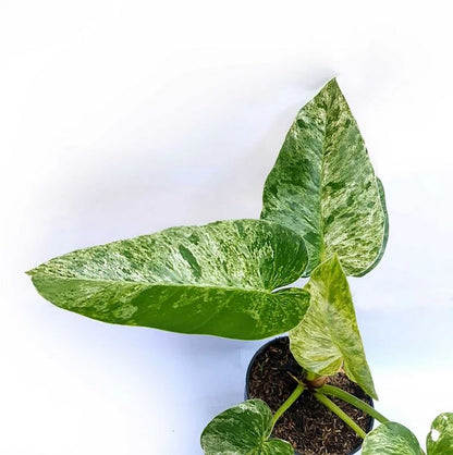 Philodendron Giganteum Marble Blizzard Variegated Tropical Plants KOKONATPLANT