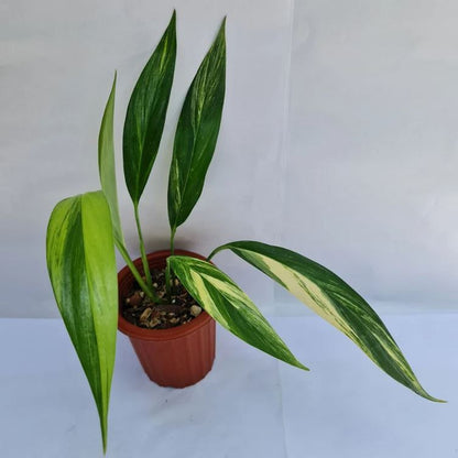 Epipremnum Amplissimum Variegated Tropical Plants KOKONATPLANT