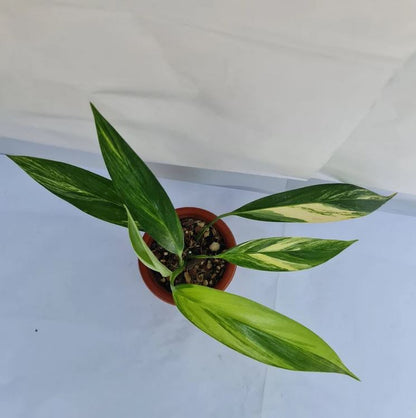 Epipremnum Amplissimum Variegated Tropical Plants KOKONATPLANT