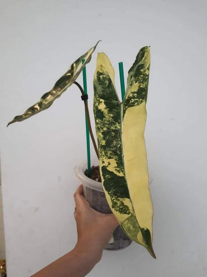 Philodendron Billietiae Variegated Tropical Plants KOKONATPLANT