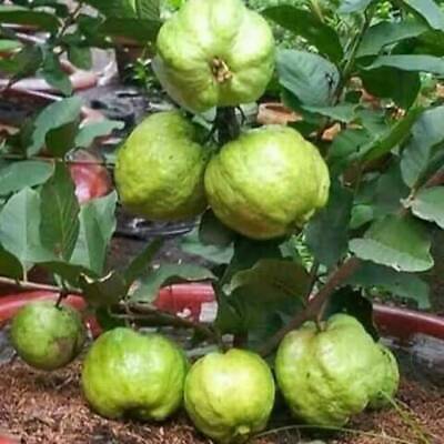 Wholesale Grafted Crystal Guava Green Fruit Tree
