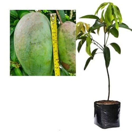 Wholesale Mango Kiojay Jumbo Fruit Tree Seeds Fruit Plant Live Fruit Tree