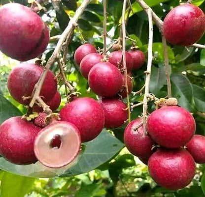 Wholesale Grafted Red Ruby Longan Fruit Tree Plant Live, Fruit Tree