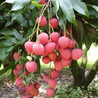 Wholesale Grafted Lychee Fruit Tree