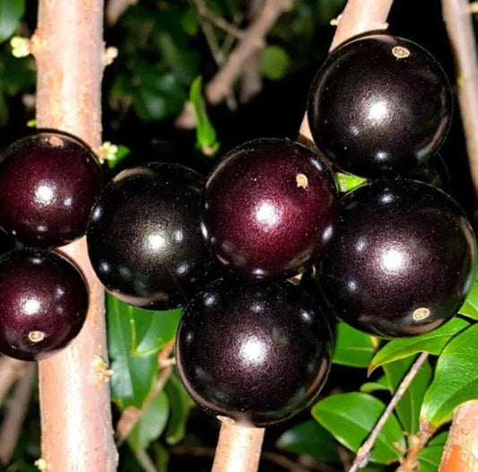 Wholesale Grafted Jaboticaba Sabara Plant Live, Fruit Tree