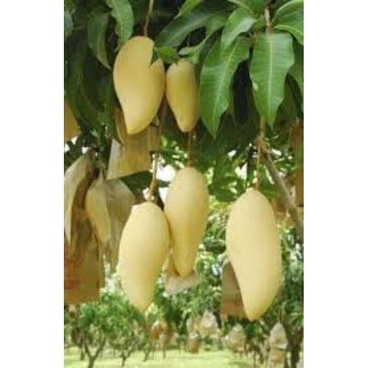 Wholesale Mango Golden Namdokmai Fruit Tree Seeds Fruit Plant Live Fruit Tree