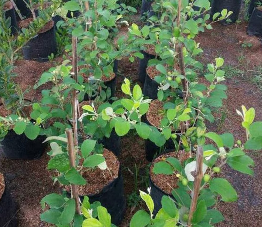 Wholesale Grafted Indian Apple ( Ziziphus Mauritiana ) Plant Live, Fruit Tree