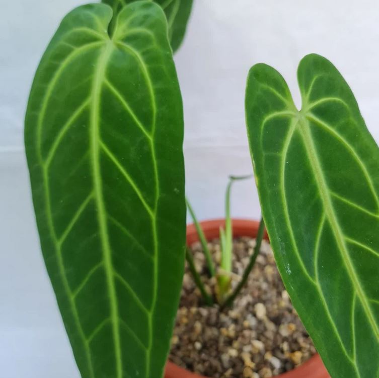 Anthurium Warocqueanum Tropical plants KOKONATPLANT