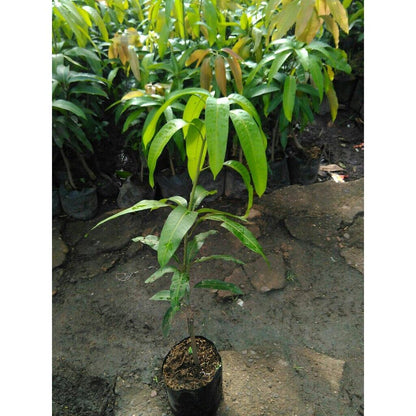 Wholesale Mango Kiojay Jumbo Fruit Tree Seeds Fruit Plant Live Fruit Tree