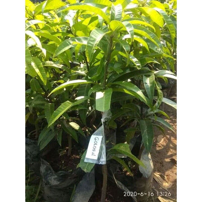 Wholesale Mango Golden Namdokmai Fruit Tree Seeds Fruit Plant Live Fruit Tree