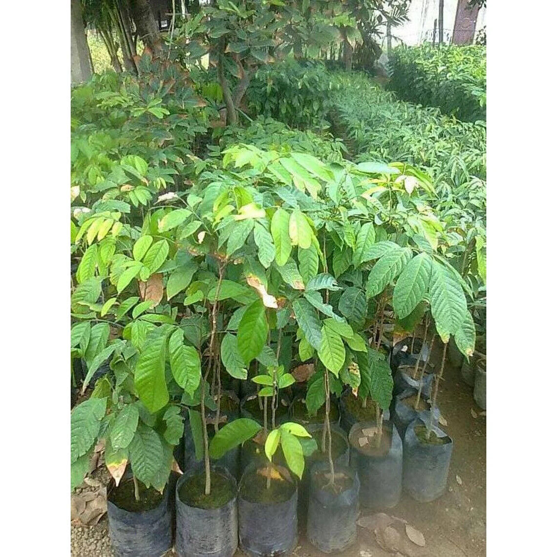 Wholesale Grafted Langsat ( Lansium Domesticum ) Fruit Plant Live Fruit Tree