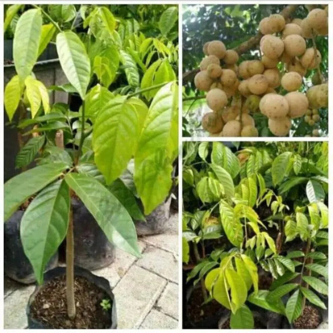 Wholesale Grafted Langsat ( Lansium Domesticum ) Fruit Plant Live Fruit Tree