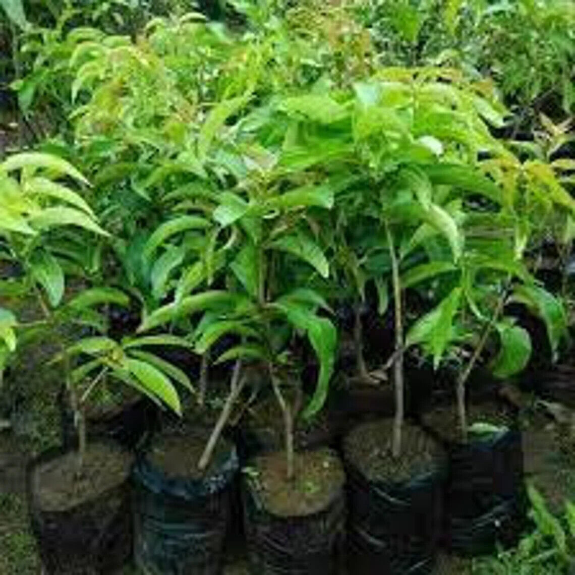 Wholesale Grafted Jamaica Water Apple Plant Live, Fruit Tree