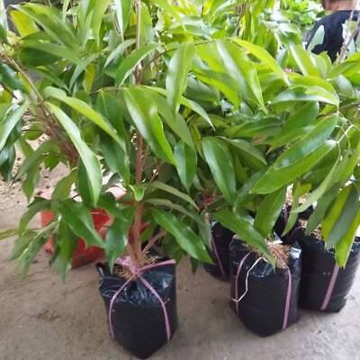 Wholesale Grafted Lychee Fruit Tree