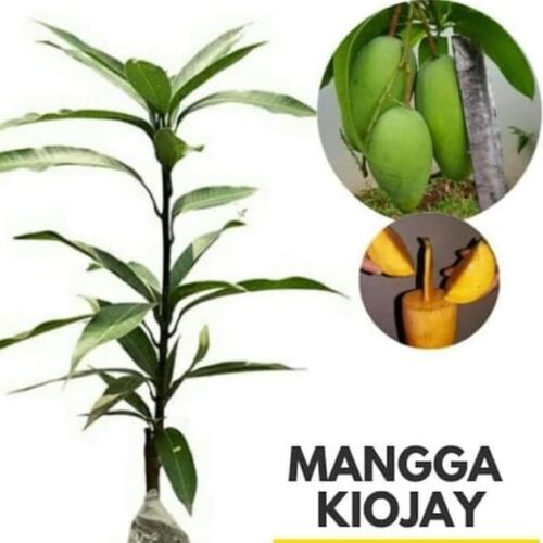 Wholesale Mango Kiojay Jumbo Fruit Tree Seeds Fruit Plant Live Fruit Tree