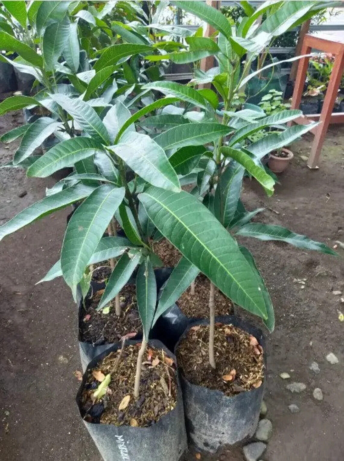 Wholesale Grafted Mango Red Ivory ( Mangifera indica ) Live, Fruit Tree