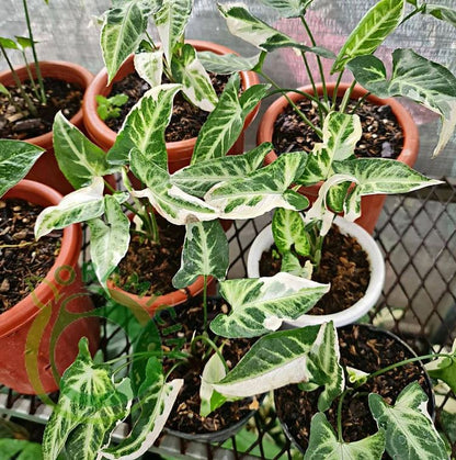 Syngonium T25 Tropical Plants KOKONATPLANT