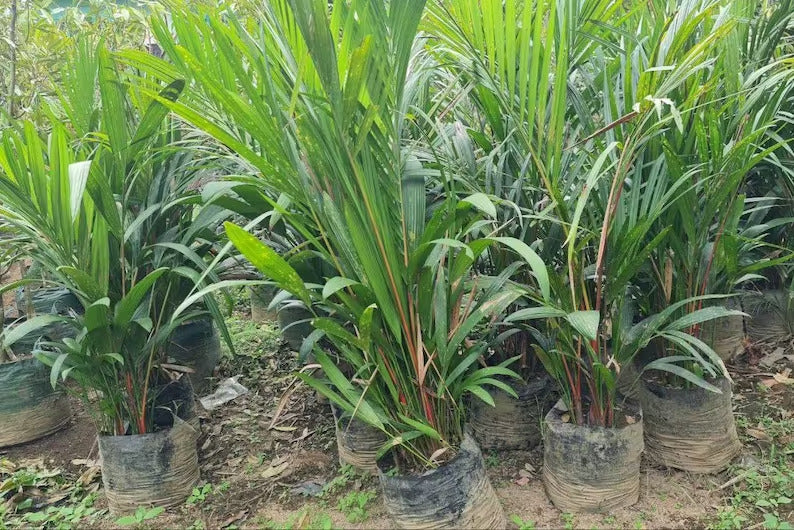 Cyrtostachys Renda Lispctik Palm Tropical Plants KOKONATPLANT