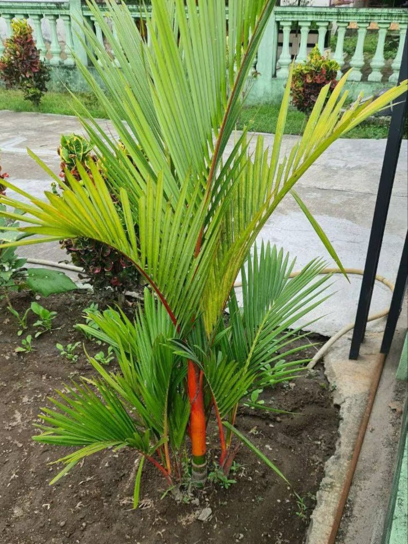 Cyrtostachys Renda Lispctik Palm Tropical Plants KOKONATPLANT