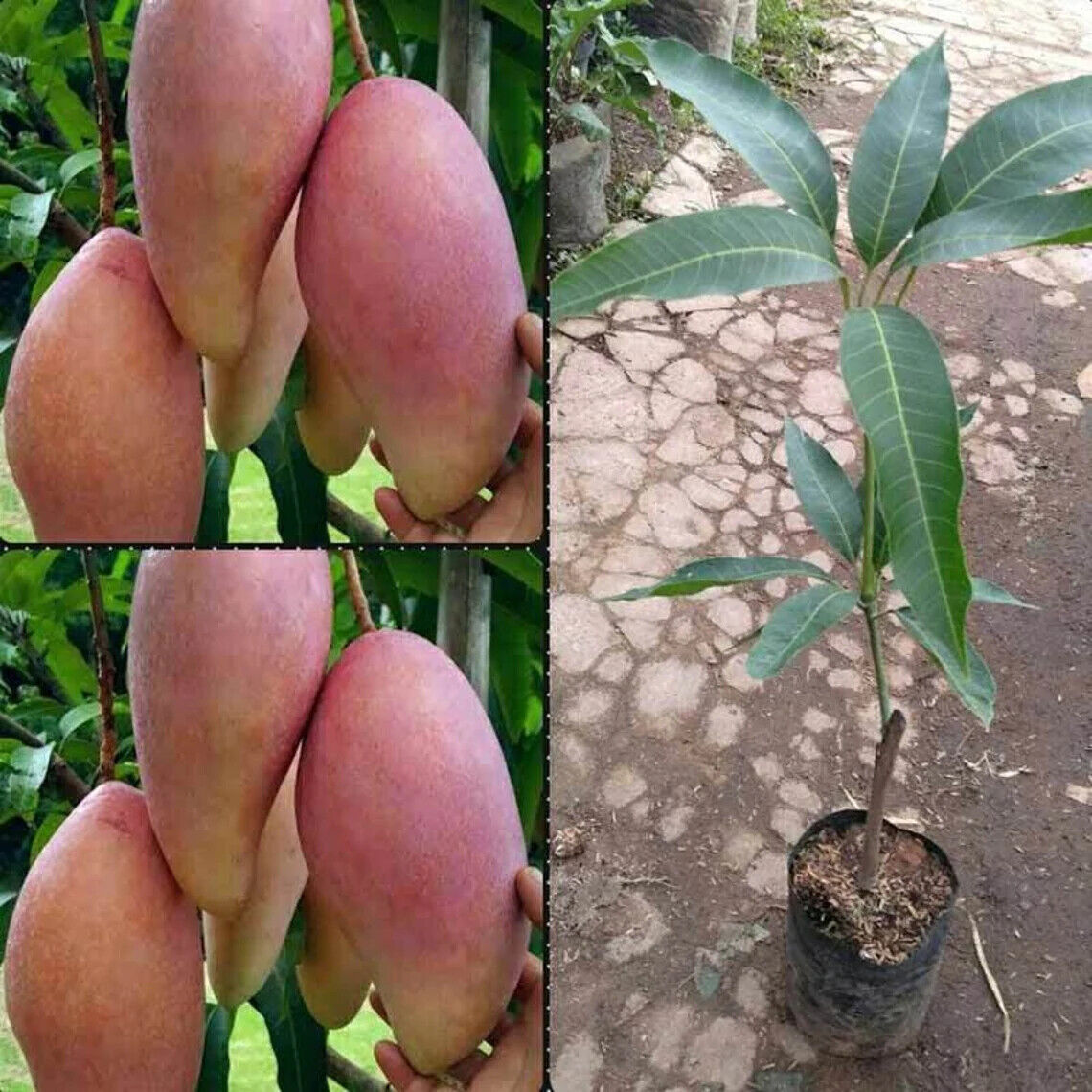 Wholesale Grafted Mango Red Ivory ( Mangifera indica ) Live, Fruit Tree