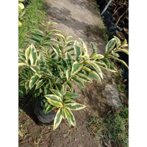 Wholesale Grafted Crystal Guava Variegated Fruit Tree